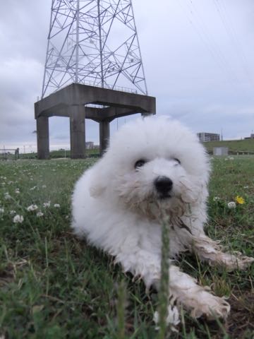 ビションフリーゼフントヒュッテこいぬ画像ビションフリーゼ子犬社会化性格血統チャンピオン犬東京ビションメス関東かわいいビションおとこのこ文京区出産情報ビション募集_776.jpg