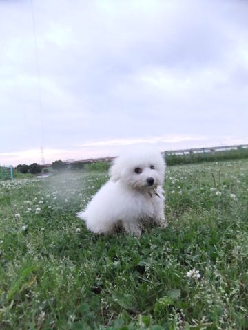 ビションフリーゼフントヒュッテこいぬ画像ビションフリーゼ子犬社会化性格血統チャンピオン犬東京ビションメス関東かわいいビションおとこのこ文京区出産情報ビション募集_778.jpg