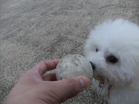 ビションフリーゼフントヒュッテこいぬ画像ビションフリーゼ子犬社会化性格血統チャンピオン犬東京ビションメス関東かわいいビションおとこのこ文京区出産情報ビション募集_779.jpg