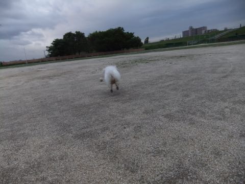 ビションフリーゼフントヒュッテこいぬ画像ビションフリーゼ子犬社会化性格血統チャンピオン犬東京ビションメス関東かわいいビションおとこのこ文京区出産情報ビション募集_780.jpg