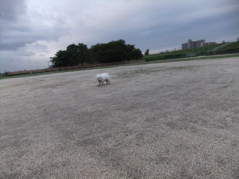 ビションフリーゼフントヒュッテこいぬ画像ビションフリーゼ子犬社会化性格血統チャンピオン犬東京ビションメス関東かわいいビションおとこのこ文京区出産情報ビション募集_781.jpg
