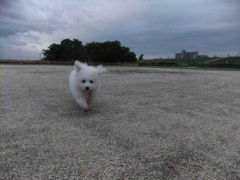 ビションフリーゼフントヒュッテこいぬ画像ビションフリーゼ子犬社会化性格血統チャンピオン犬東京ビションメス関東かわいいビションおとこのこ文京区出産情報ビション募集_782.jpg