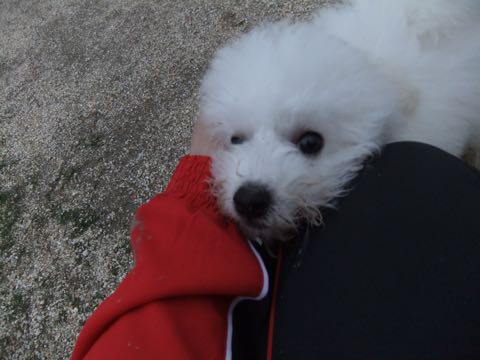 ビションフリーゼフントヒュッテこいぬ画像ビションフリーゼ子犬社会化性格血統チャンピオン犬東京ビションメス関東かわいいビションおとこのこ文京区出産情報ビション募集_783.jpg