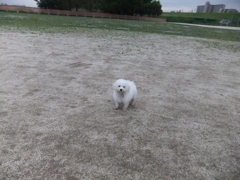 ビションフリーゼフントヒュッテこいぬ画像ビションフリーゼ子犬社会化性格血統チャンピオン犬東京ビションメス関東かわいいビションおとこのこ文京区出産情報ビション募集_784.jpg