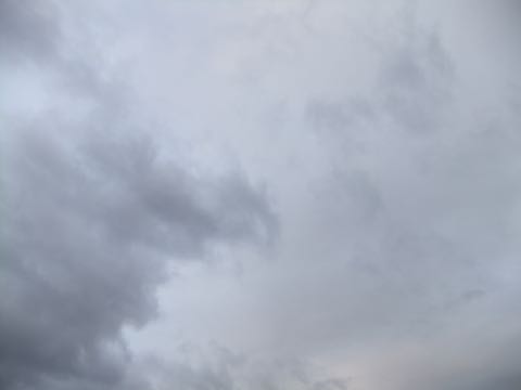 ビションフリーゼフントヒュッテこいぬ画像ビションフリーゼ子犬社会化性格血統チャンピオン犬東京ビションメス関東かわいいビションおとこのこ文京区出産情報ビション募集_786.jpg