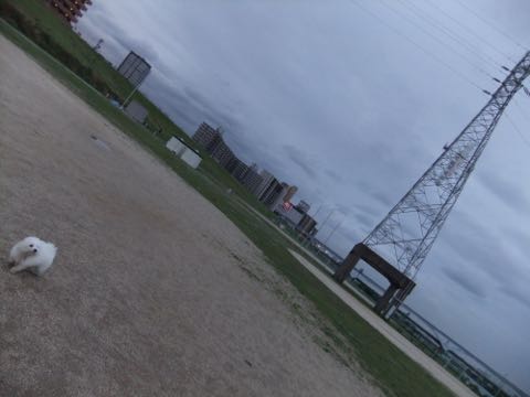 ビションフリーゼフントヒュッテこいぬ画像ビションフリーゼ子犬社会化性格血統チャンピオン犬東京ビションメス関東かわいいビションおとこのこ文京区出産情報ビション募集_788.jpg