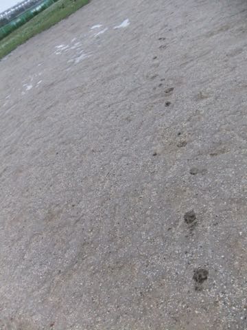 ビションフリーゼフントヒュッテこいぬ画像ビションフリーゼ子犬社会化性格血統チャンピオン犬東京ビションメス関東かわいいビションおとこのこ文京区出産情報ビション募集_789.jpg
