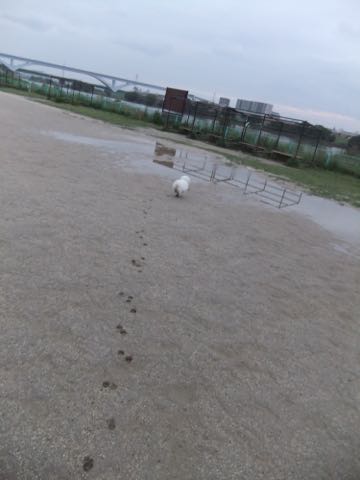 ビションフリーゼフントヒュッテこいぬ画像ビションフリーゼ子犬社会化性格血統チャンピオン犬東京ビションメス関東かわいいビションおとこのこ文京区出産情報ビション募集_790.jpg