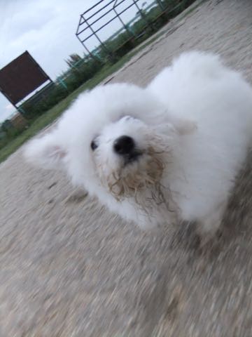 ビションフリーゼフントヒュッテこいぬ画像ビションフリーゼ子犬社会化性格血統チャンピオン犬東京ビションメス関東かわいいビションおとこのこ文京区出産情報ビション募集_791.jpg