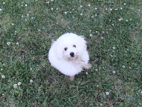 ビションフリーゼフントヒュッテこいぬ画像ビションフリーゼ子犬社会化性格血統チャンピオン犬東京ビションメス関東かわいいビションおとこのこ文京区出産情報ビション募集_792.jpg