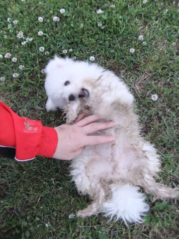 ビションフリーゼフントヒュッテこいぬ画像ビションフリーゼ子犬社会化性格血統チャンピオン犬東京ビションメス関東かわいいビションおとこのこ文京区出産情報ビション募集_793.jpg