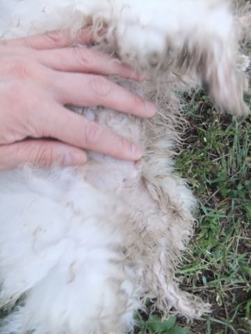 ビションフリーゼフントヒュッテこいぬ画像ビションフリーゼ子犬社会化性格血統チャンピオン犬東京ビションメス関東かわいいビションおとこのこ文京区出産情報ビション募集_794.jpg