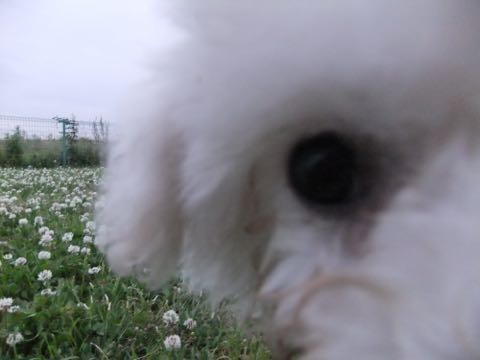 ビションフリーゼフントヒュッテこいぬ画像ビションフリーゼ子犬社会化性格血統チャンピオン犬東京ビションメス関東かわいいビションおとこのこ文京区出産情報ビション募集_796.jpg