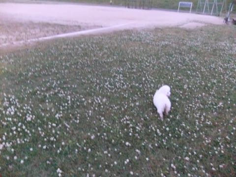 ビションフリーゼフントヒュッテこいぬ画像ビションフリーゼ子犬社会化性格血統チャンピオン犬東京ビションメス関東かわいいビションおとこのこ文京区出産情報ビション募集_798.jpg