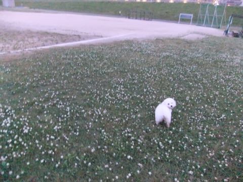 ビションフリーゼフントヒュッテこいぬ画像ビションフリーゼ子犬社会化性格血統チャンピオン犬東京ビションメス関東かわいいビションおとこのこ文京区出産情報ビション募集_799.jpg