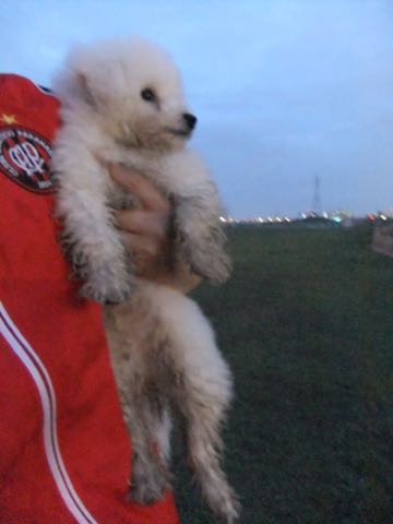 ビションフリーゼフントヒュッテこいぬ画像ビションフリーゼ子犬社会化性格血統チャンピオン犬東京ビションメス関東かわいいビションおとこのこ文京区出産情報ビション募集_800.jpg