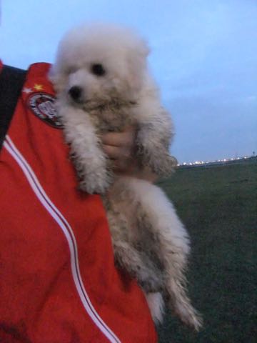 ビションフリーゼフントヒュッテこいぬ画像ビションフリーゼ子犬社会化性格血統チャンピオン犬東京ビションメス関東かわいいビションおとこのこ文京区出産情報ビション募集_801.jpg