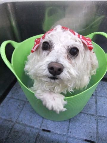 ビションフリーゼトリミング文京区フントヒュッテ駒込ビションカットモデル画像犬歯磨きゼオライトデンタルケア都内ハーブパック効果犬温泉東京ビション丸_49.jpg