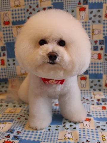 ビションフリーゼトリミング文京区フントヒュッテ駒込ビションカットモデル画像犬歯磨きゼオライトデンタルケア都内ハーブパック効果犬温泉東京ビション丸_51.jpg