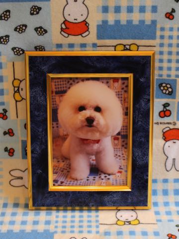 ビションフリーゼトリミング文京区フントヒュッテ駒込ビションカットモデル画像犬歯磨きゼオライトデンタルケア都内ハーブパック効果犬温泉東京ビション丸_54.jpg