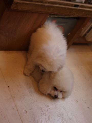 ビションフリーゼフントヒュッテこいぬ画像ビションフリーゼ子犬社会化性格血統チャンピオン犬東京ビションメス関東かわいいビションおとこのこ文京区出産情報ビション募集_804.jpg