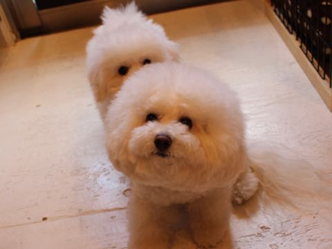 ビションフリーゼフントヒュッテこいぬ画像ビションフリーゼ子犬社会化性格血統チャンピオン犬東京ビションメス関東かわいいビションおとこのこ文京区出産情報ビション募集_805.jpg
