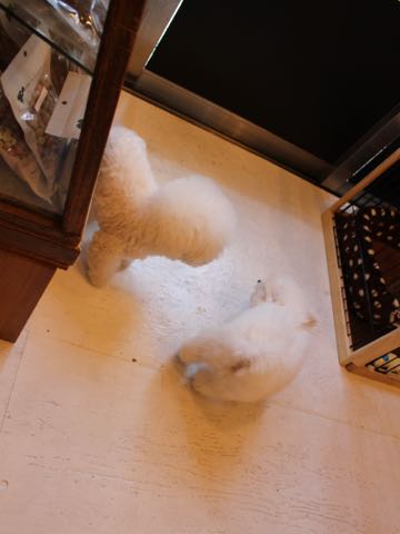 ビションフリーゼフントヒュッテこいぬ画像ビションフリーゼ子犬社会化性格血統チャンピオン犬東京ビションメス関東かわいいビションおとこのこ文京区出産情報ビション募集_806.jpg