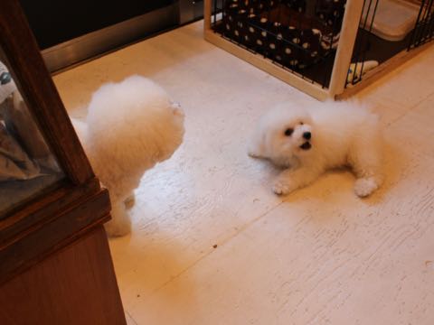 ビションフリーゼフントヒュッテこいぬ画像ビションフリーゼ子犬社会化性格血統チャンピオン犬東京ビションメス関東かわいいビションおとこのこ文京区出産情報ビション募集_807.jpg