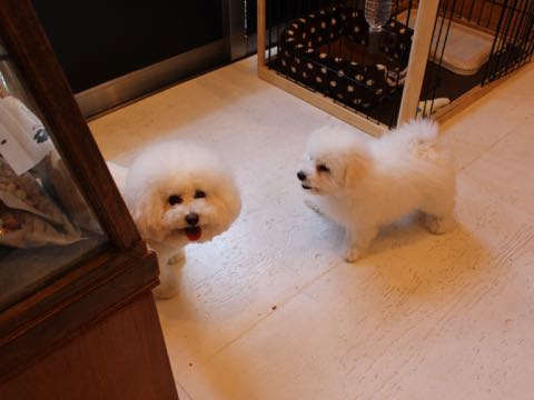 ビションフリーゼフントヒュッテこいぬ画像ビションフリーゼ子犬社会化性格血統チャンピオン犬東京ビションメス関東かわいいビションおとこのこ文京区出産情報ビション募集_808.jpg