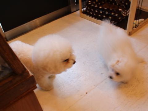 ビションフリーゼフントヒュッテこいぬ画像ビションフリーゼ子犬社会化性格血統チャンピオン犬東京ビションメス関東かわいいビションおとこのこ文京区出産情報ビション募集_809.jpg
