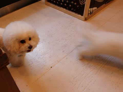 ビションフリーゼフントヒュッテこいぬ画像ビションフリーゼ子犬社会化性格血統チャンピオン犬東京ビションメス関東かわいいビションおとこのこ文京区出産情報ビション募集_810.jpg
