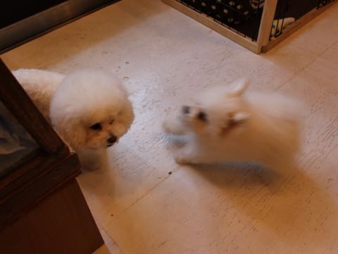 ビションフリーゼフントヒュッテこいぬ画像ビションフリーゼ子犬社会化性格血統チャンピオン犬東京ビションメス関東かわいいビションおとこのこ文京区出産情報ビション募集_811.jpg