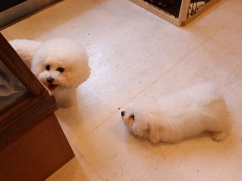 ビションフリーゼフントヒュッテこいぬ画像ビションフリーゼ子犬社会化性格血統チャンピオン犬東京ビションメス関東かわいいビションおとこのこ文京区出産情報ビション募集_812.jpg