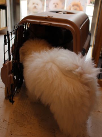 ビションフリーゼフントヒュッテこいぬ画像ビションフリーゼ子犬社会化性格血統チャンピオン犬東京ビションメス関東かわいいビションおとこのこ文京区出産情報ビション募集_876.jpg