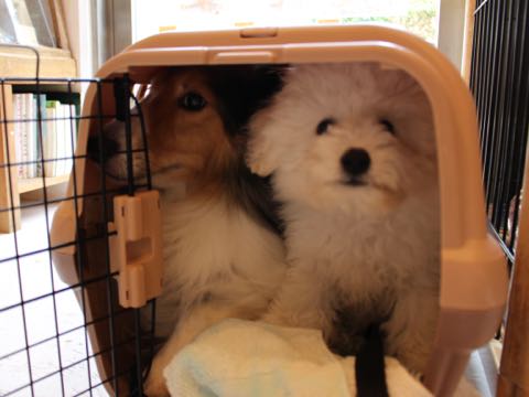 ビションフリーゼフントヒュッテこいぬ画像ビションフリーゼ子犬社会化性格血統チャンピオン犬東京ビションメス関東かわいいビションおとこのこ文京区出産情報ビション募集_891.jpg