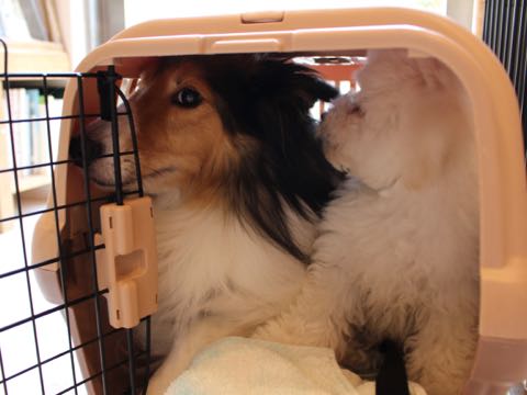 ビションフリーゼフントヒュッテこいぬ画像ビションフリーゼ子犬社会化性格血統チャンピオン犬東京ビションメス関東かわいいビションおとこのこ文京区出産情報ビション募集_892.jpg