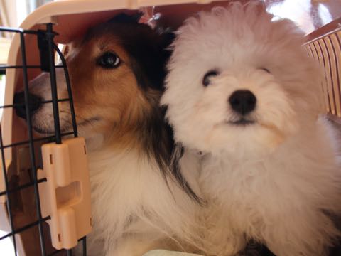 ビションフリーゼフントヒュッテこいぬ画像ビションフリーゼ子犬社会化性格血統チャンピオン犬東京ビションメス関東かわいいビションおとこのこ文京区出産情報ビション募集_893.jpg
