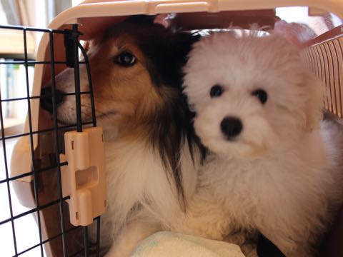 ビションフリーゼフントヒュッテこいぬ画像ビションフリーゼ子犬社会化性格血統チャンピオン犬東京ビションメス関東かわいいビションおとこのこ文京区出産情報ビション募集_894.jpg
