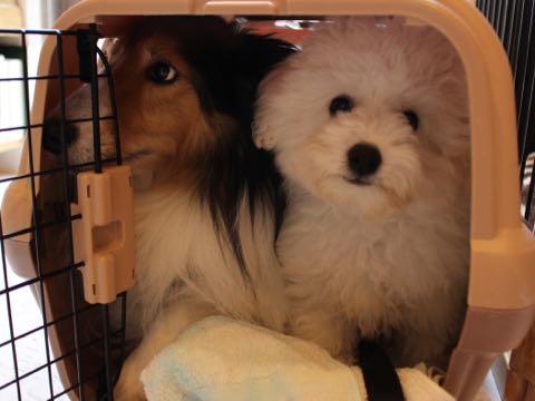 ビションフリーゼフントヒュッテこいぬ画像ビションフリーゼ子犬社会化性格血統チャンピオン犬東京ビションメス関東かわいいビションおとこのこ文京区出産情報ビション募集_895.jpg