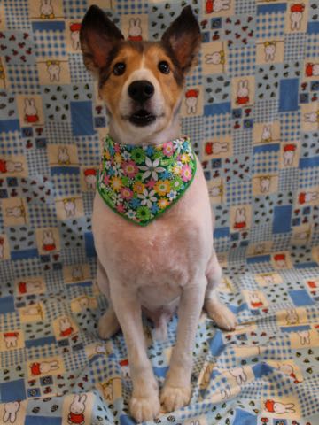 シェットランドシープドッグトリミング文京区フントヒュッテ東京シェルティサマーカット画像犬暑さ対策シェットランド・シープドッグサマーカット駒込hundehutte_6.jpg