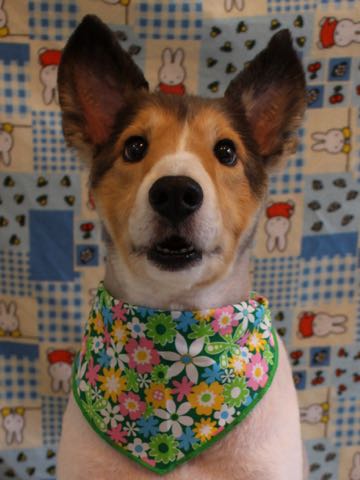 シェットランドシープドッグトリミング文京区フントヒュッテ東京シェルティサマーカット画像犬暑さ対策シェットランド・シープドッグサマーカット駒込hundehutte_7.jpg