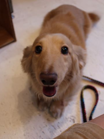 ダックスフントミニチュアトリミング都内フントヒュッテ駒込犬の歯みがき画像文京区歯垢歯石除去歯磨きゼオライトデンタルケア犬温泉東京_93.jpg