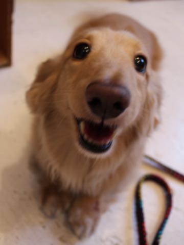 ダックスフントミニチュアトリミング都内フントヒュッテ駒込犬の歯みがき画像文京区歯垢歯石除去歯磨きゼオライトデンタルケア犬温泉東京_94.jpg