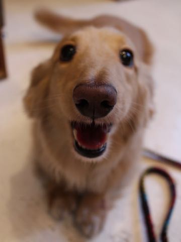 ダックスフントミニチュアトリミング都内フントヒュッテ駒込犬の歯みがき画像文京区歯垢歯石除去歯磨きゼオライトデンタルケア犬温泉東京_95.jpg