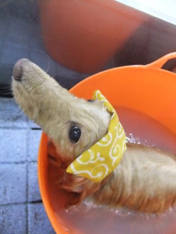 ダックスフントミニチュアトリミング都内フントヒュッテ駒込犬の歯みがき画像文京区歯垢歯石除去歯磨きゼオライトデンタルケア犬温泉東京_108.jpg