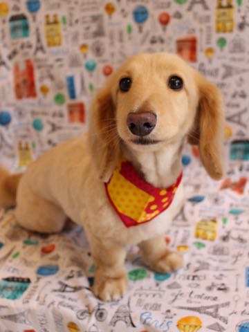 ダックスフントミニチュアトリミング都内フントヒュッテ駒込犬の歯みがき画像文京区歯垢歯石除去歯磨きゼオライトデンタルケア犬温泉東京_109.jpg