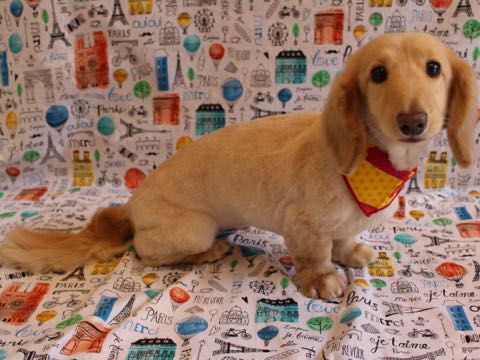 ダックスフントミニチュアトリミング都内フントヒュッテ駒込犬の歯みがき画像文京区歯垢歯石除去歯磨きゼオライトデンタルケア犬温泉東京_110.jpg
