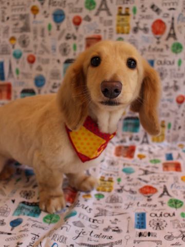 ダックスフントミニチュアトリミング都内フントヒュッテ駒込犬の歯みがき画像文京区歯垢歯石除去歯磨きゼオライトデンタルケア犬温泉東京_112.jpg