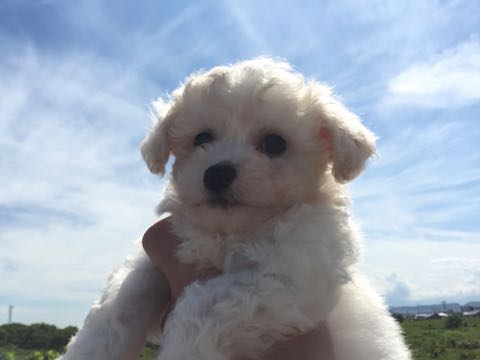 ビションフリーゼこいぬ情報フントヒュッテビションこいぬ画像子犬の社会化ショップビションフリーゼチャンピオン犬血統東京ビションメス関東かわいいビションおとこのこ文京区出産情報性格ビション家族募集中_4.jpg