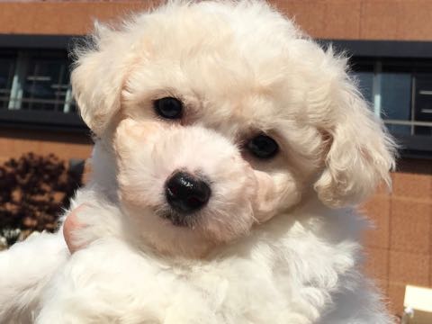 ビションフリーゼこいぬ情報フントヒュッテビションこいぬ画像子犬の社会化ショップビションフリーゼチャンピオン犬血統東京ビションメス関東かわいいビションおとこのこ文京区出産情報性格ビション家族募集中_13.jpg